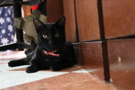 Gary, su esplendor negro